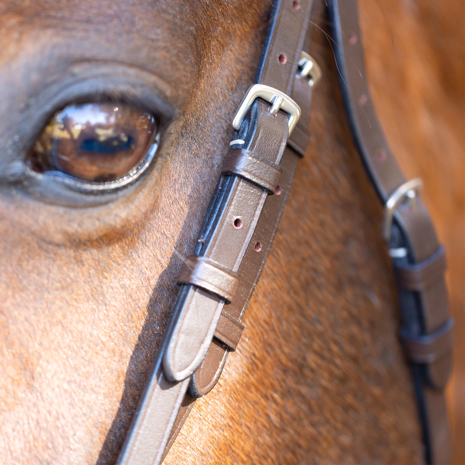 Equinavia Saga Wide Noseband Hunter Bridle with Reins