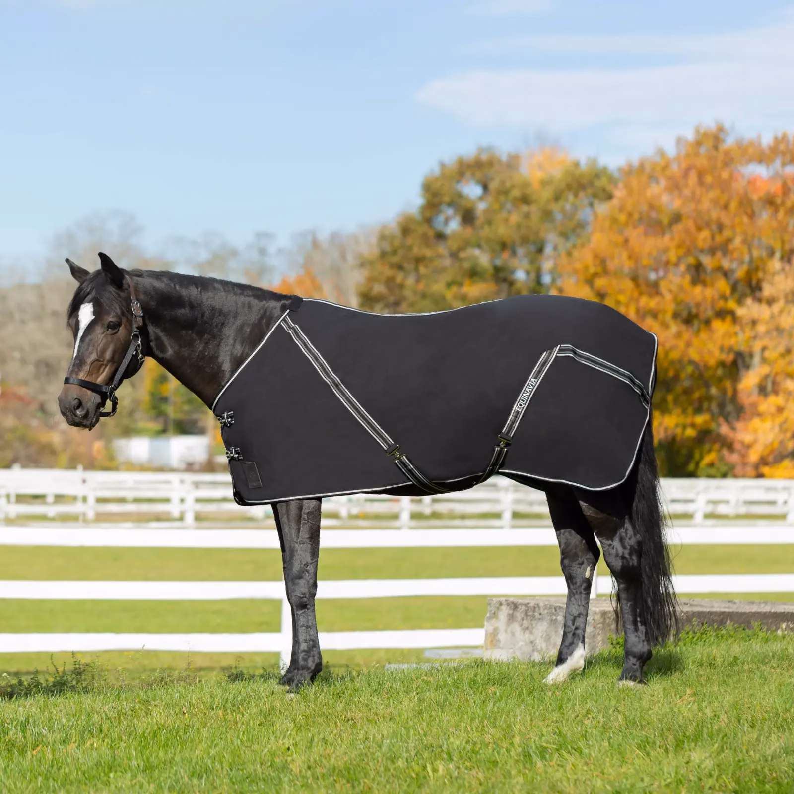 Equinavia Fryd Cotton Stable Sheet