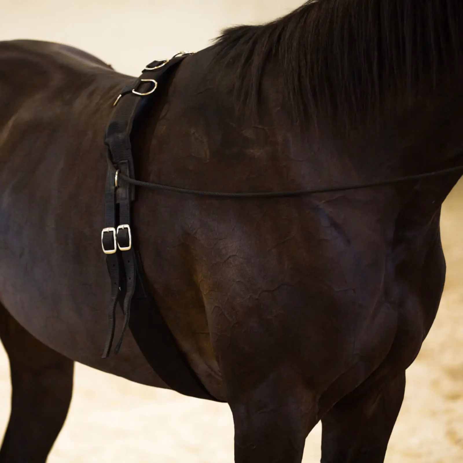 Horze Lunging Surcingle Nylon