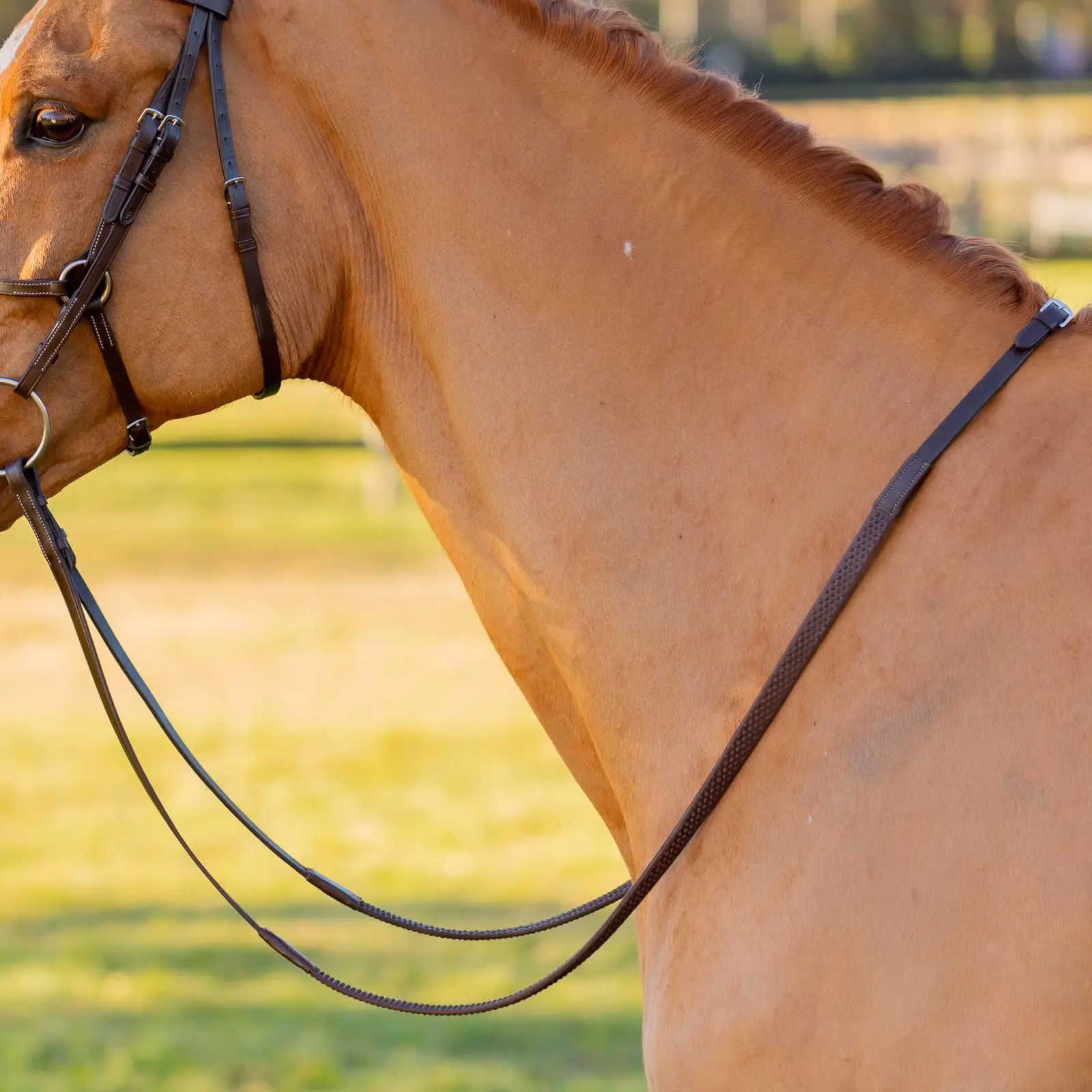 Equinavia Saga Fancy Stitched Figure 8 Bridle & Reins
