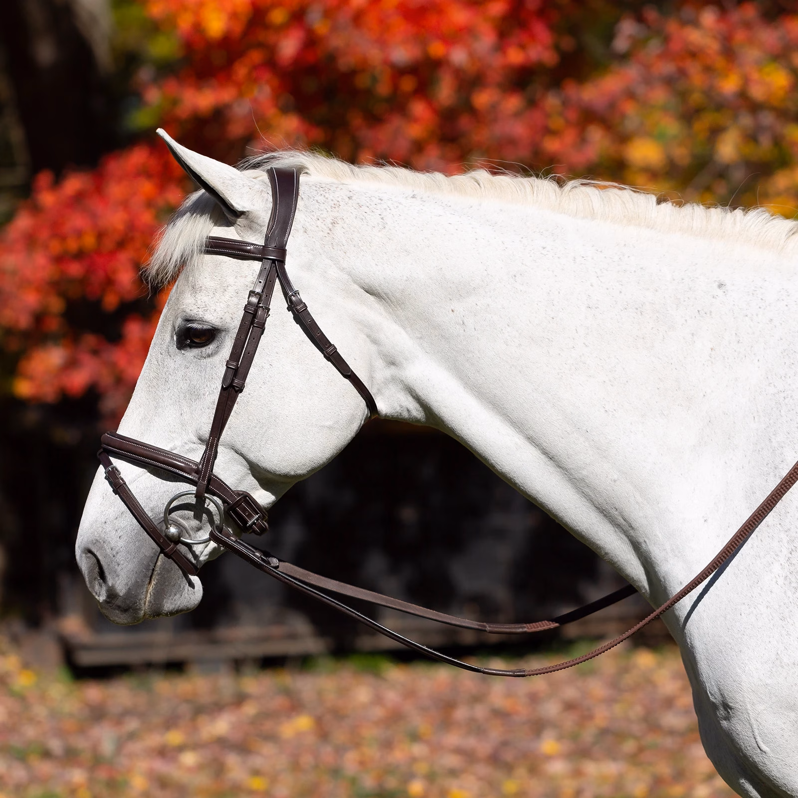 Equinavia Valkyrie Flash Bridle & Rubber Reins