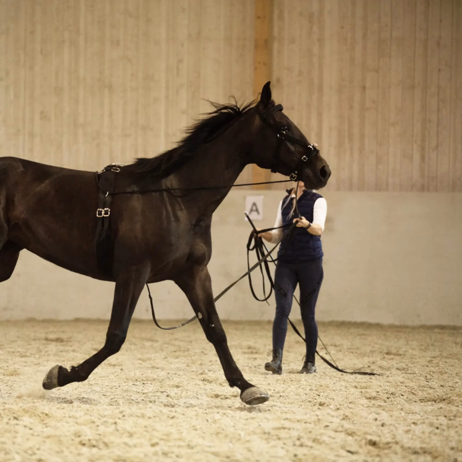 Horze Nylon Lunging Cavesson