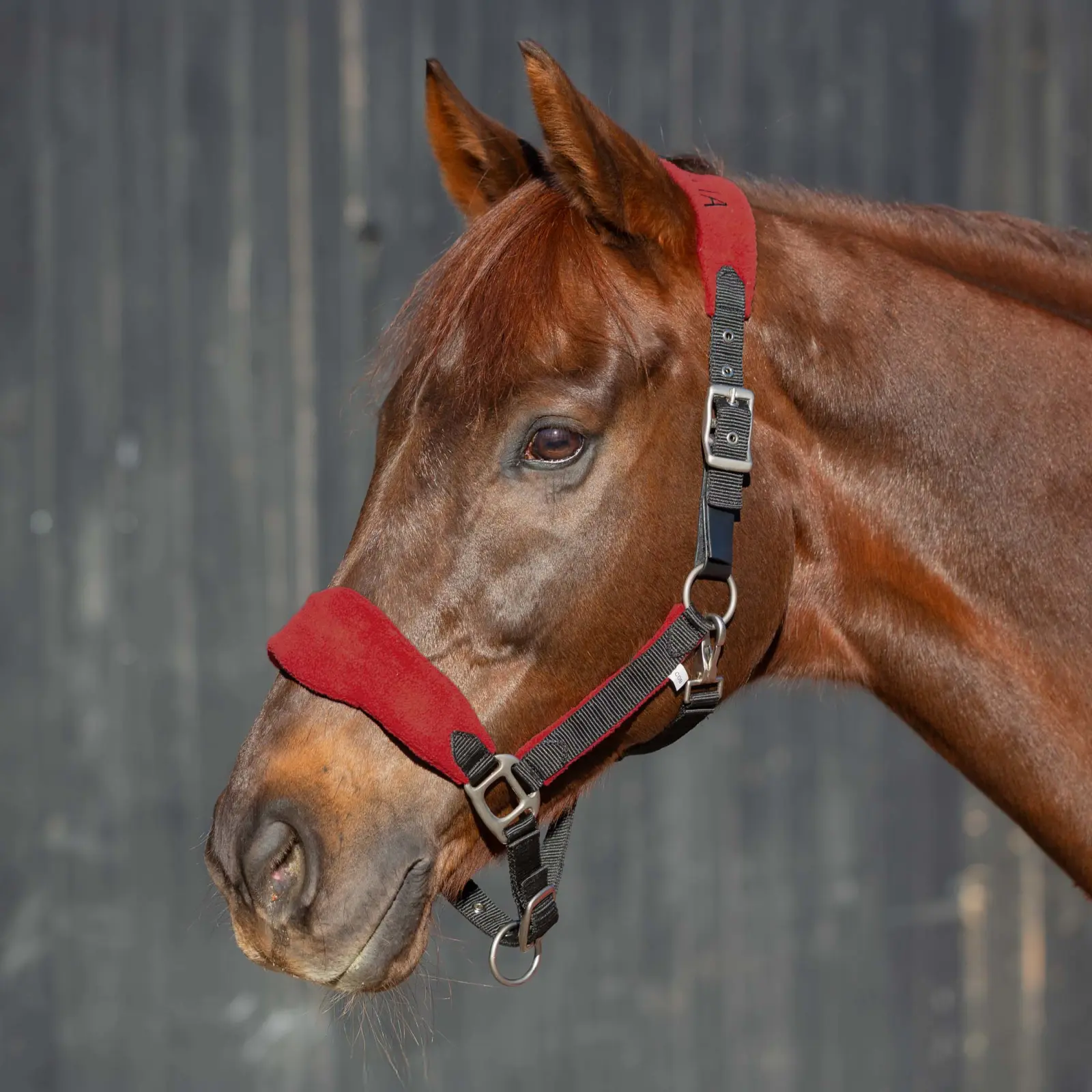 Equinavia Saga Fleece Padded Breakaway Halter