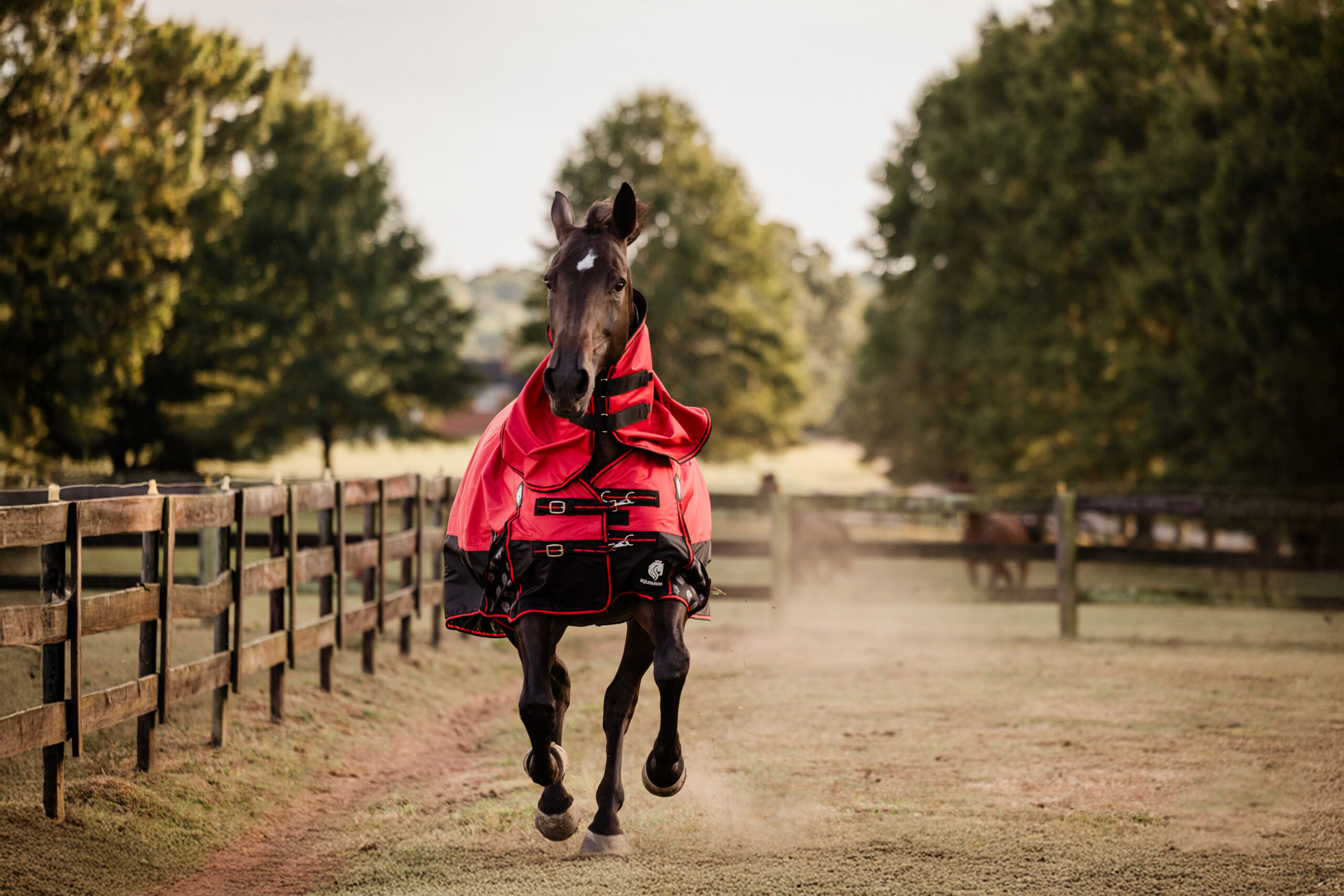 Horse Blankets & Sheets